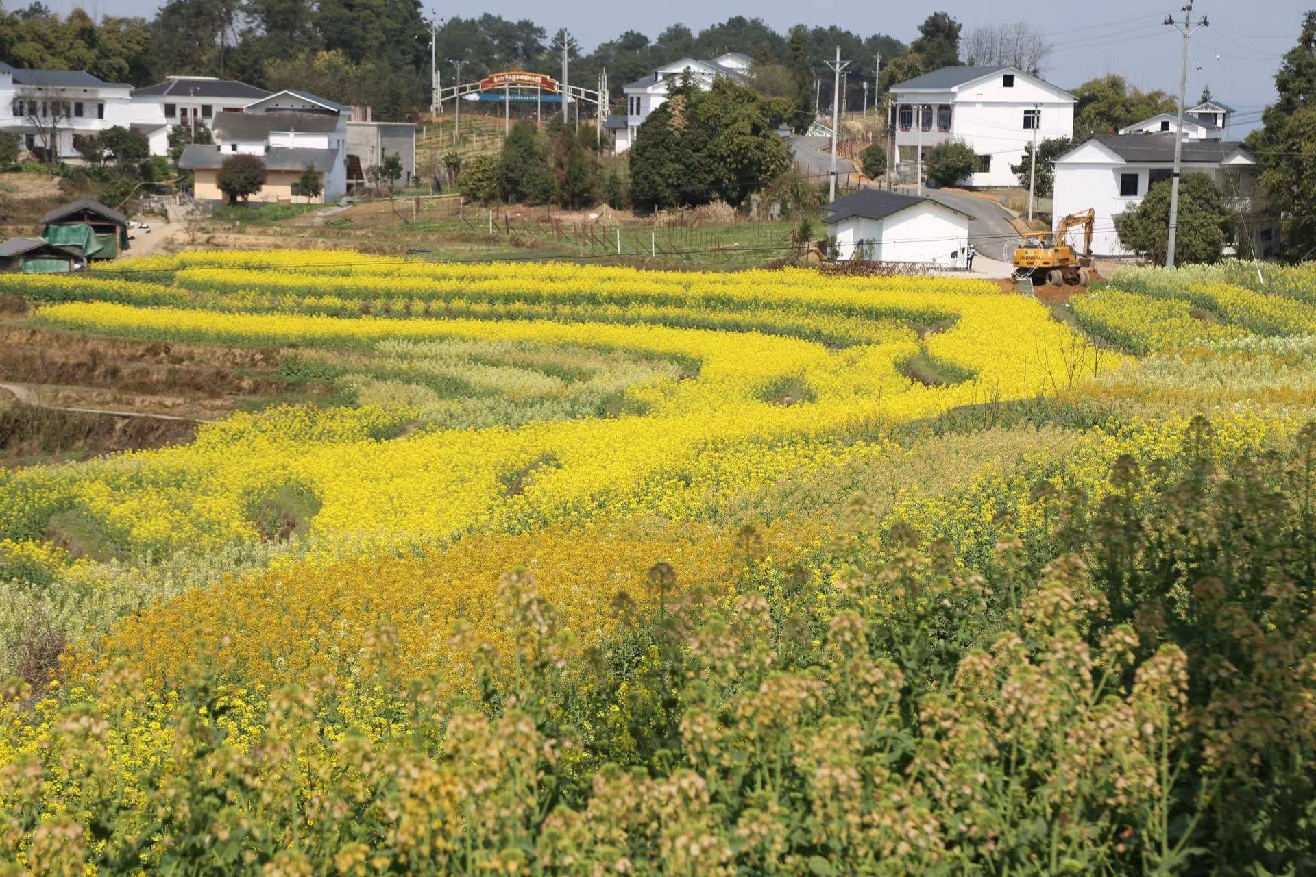 小镇|以花为“媒”|美心红酒小镇油菜花开 遍地金黄