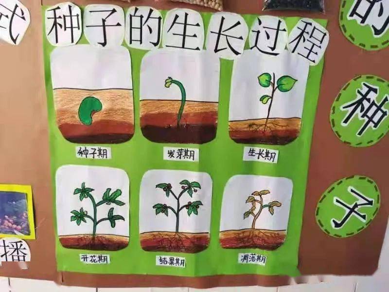 植物种植过程图片描述图片