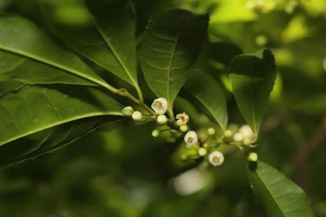 豬血木(於潤賢 攝)為致敬陳煥鏞先生為植物科學所作出的卓越貢獻