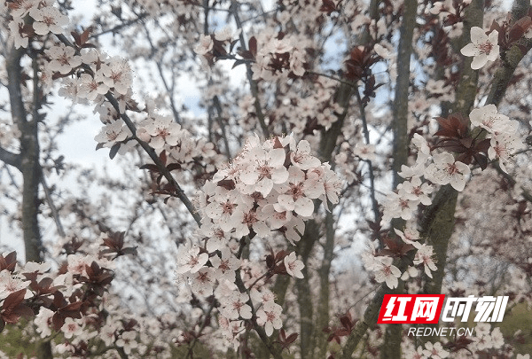 春色|新田：春花绚烂 乡村如画