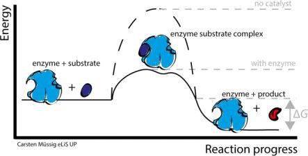 温度|A-level生物名师精讲 | 强大的酶—Enzyme