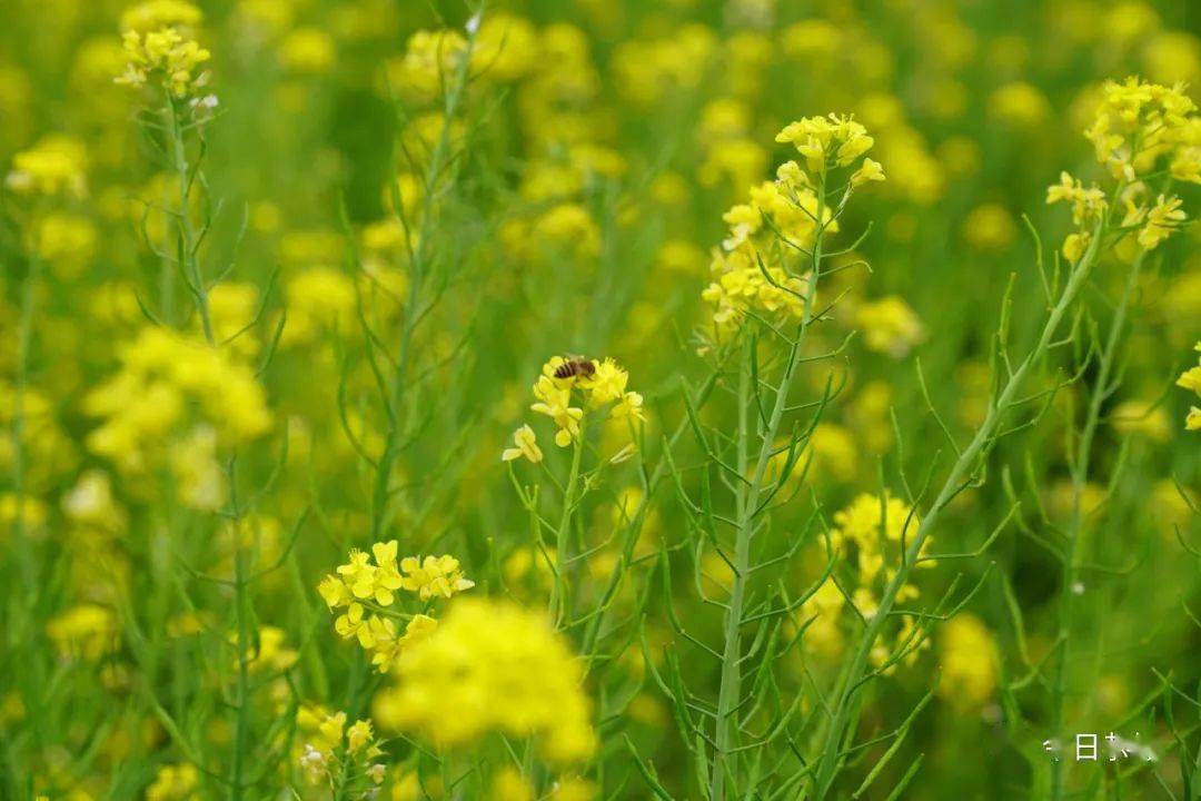 甜菜花开惹人醉花海泛波春意浓