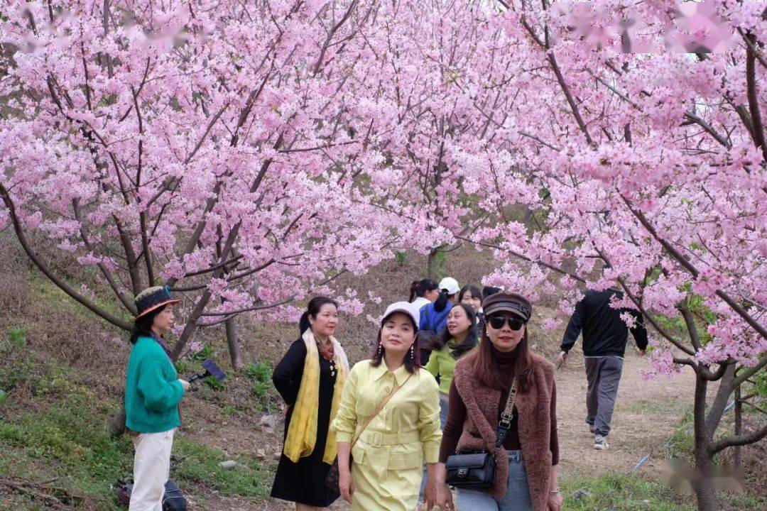 柳州环江樱花谷图片