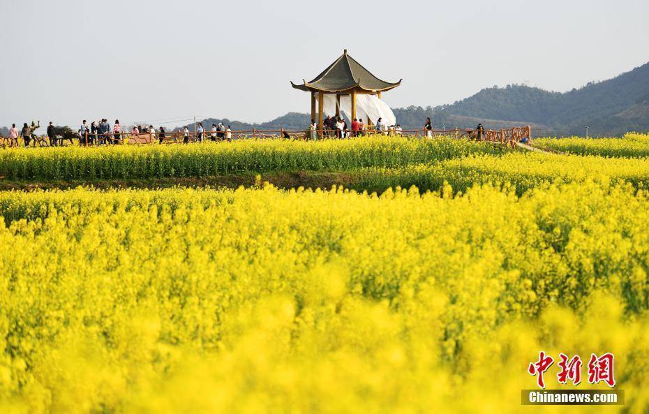 百花,景色,春日,景色|春日限定景色！各地百花绽放