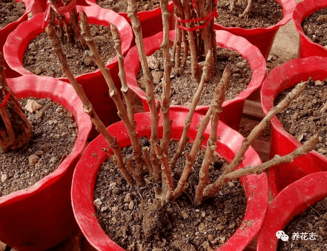 它才是真正的人间富贵花 家庭盆栽必须用大盆 不然赏花无期 牡丹 植物 种植