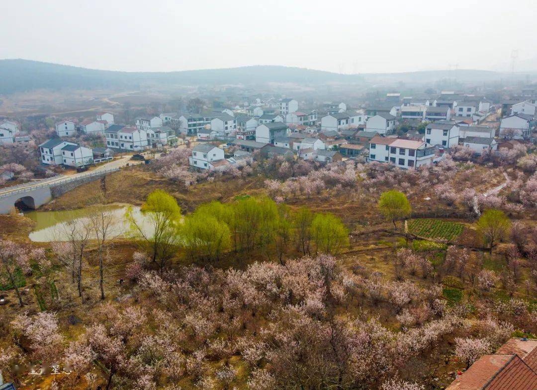 圣人窝樱桃谷:花已盛开,你还不来?_景区_门票_油菜花