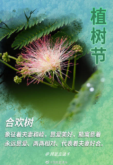 关于树语你知道多少