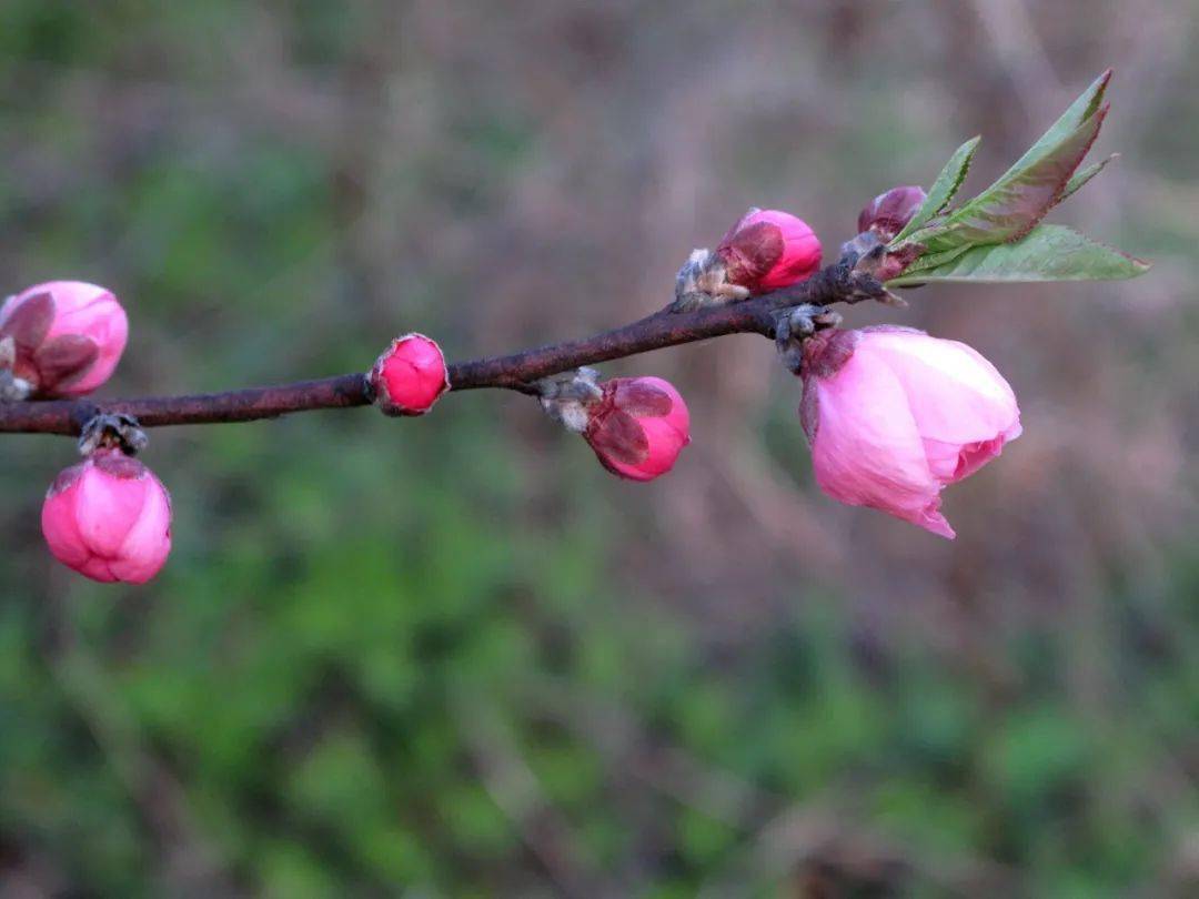 东风桃花第一树_桃树_开花_林海伦