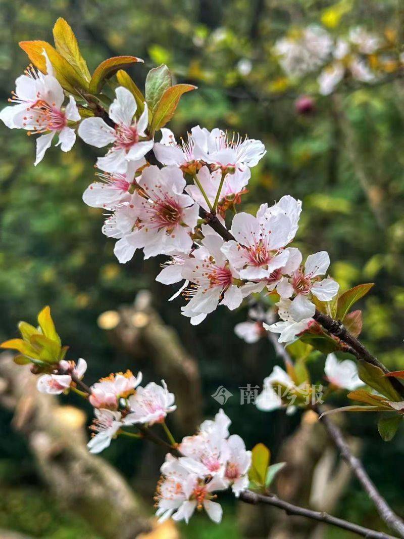 红叶树开花图片图片