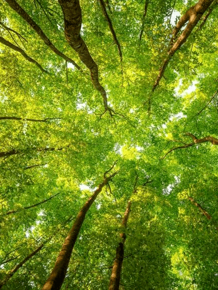 双木成林抵御风沙独苗虽绿怎染山河