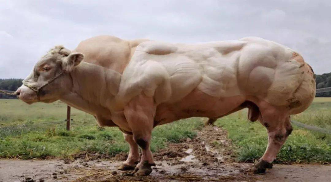 牛界的巨无霸比利时蓝牛体长5米体重可达3吨