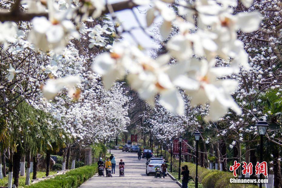 湖北|湖北秭归：春花映峡江