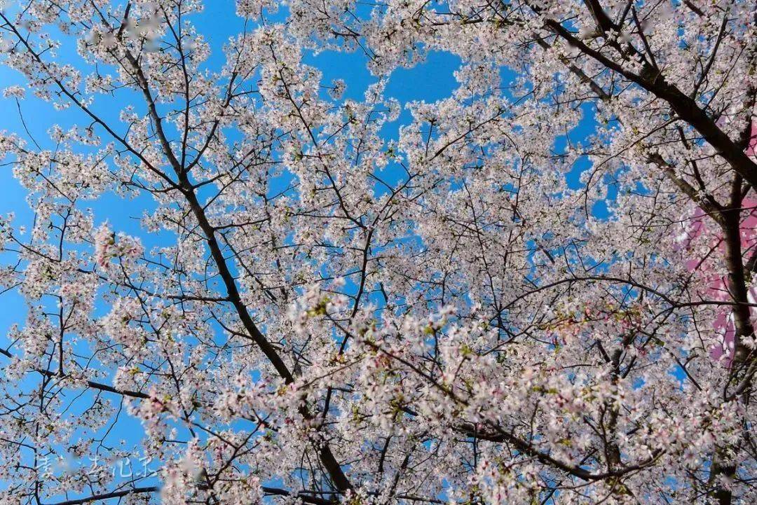 株洲大道石峰公園櫻花一般在3月中旬開始開放,櫻花園內品種多以晚櫻為