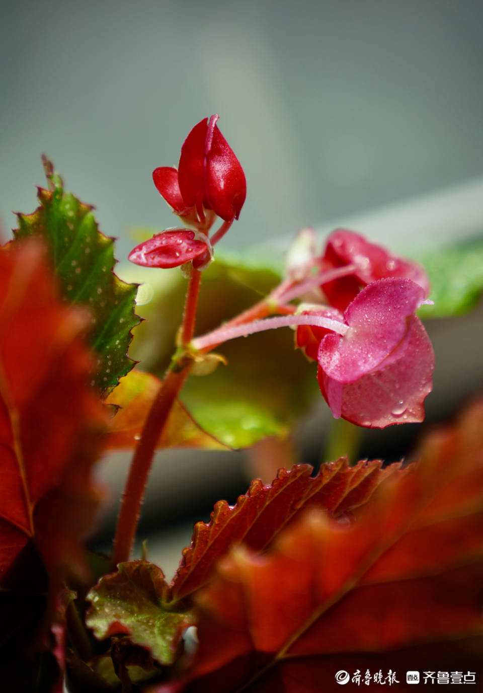 竹节海棠花盛开寓意幸福生活节节高