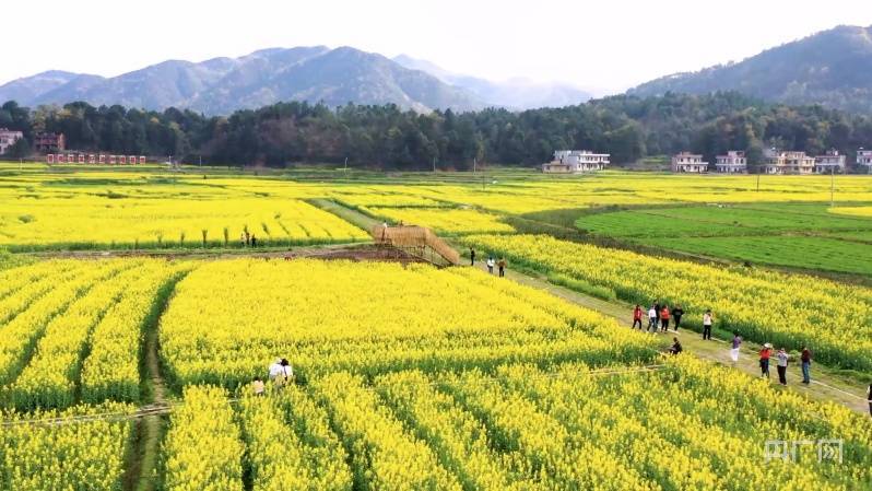 油菜花|邂逅春天｜湖南衡阳：油菜花开 遍地金黄