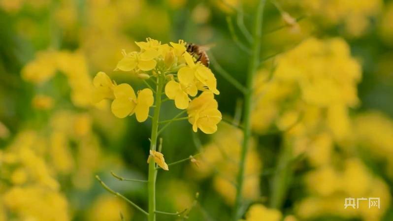 油菜花|邂逅春天｜湖南衡阳：油菜花开 遍地金黄