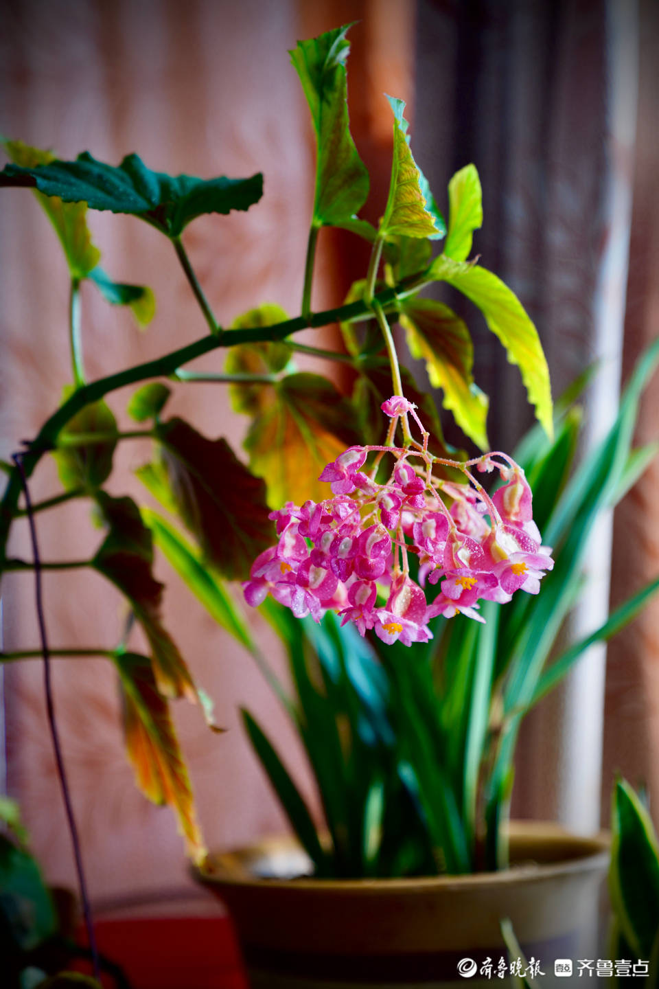 竹节海棠花盛开寓意幸福生活节节高