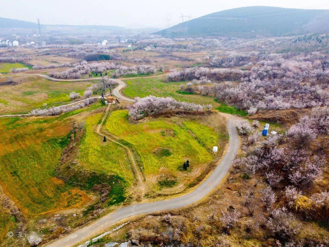 圣人窝樱桃谷花已盛开你还不来