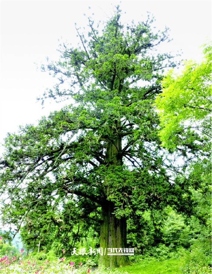 百年树木|800岁的它当上"杉中之王"_杉树_贵州_中国