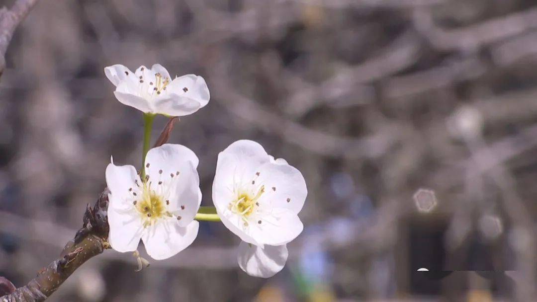 桑浦山下梨花绽放奔你来