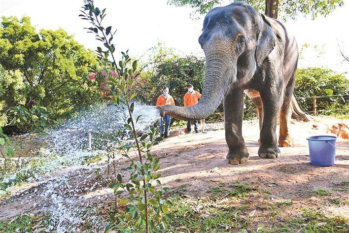 植树节大象来浇水
