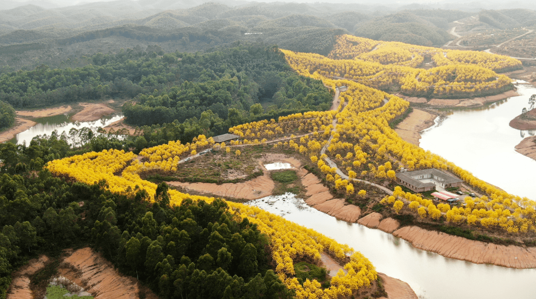 高要白土风铃生态园图片