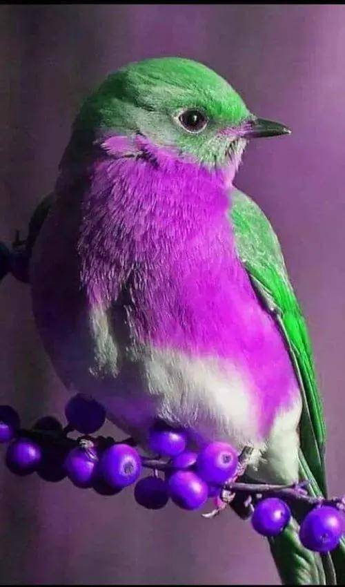 一组五颜六色的鸟