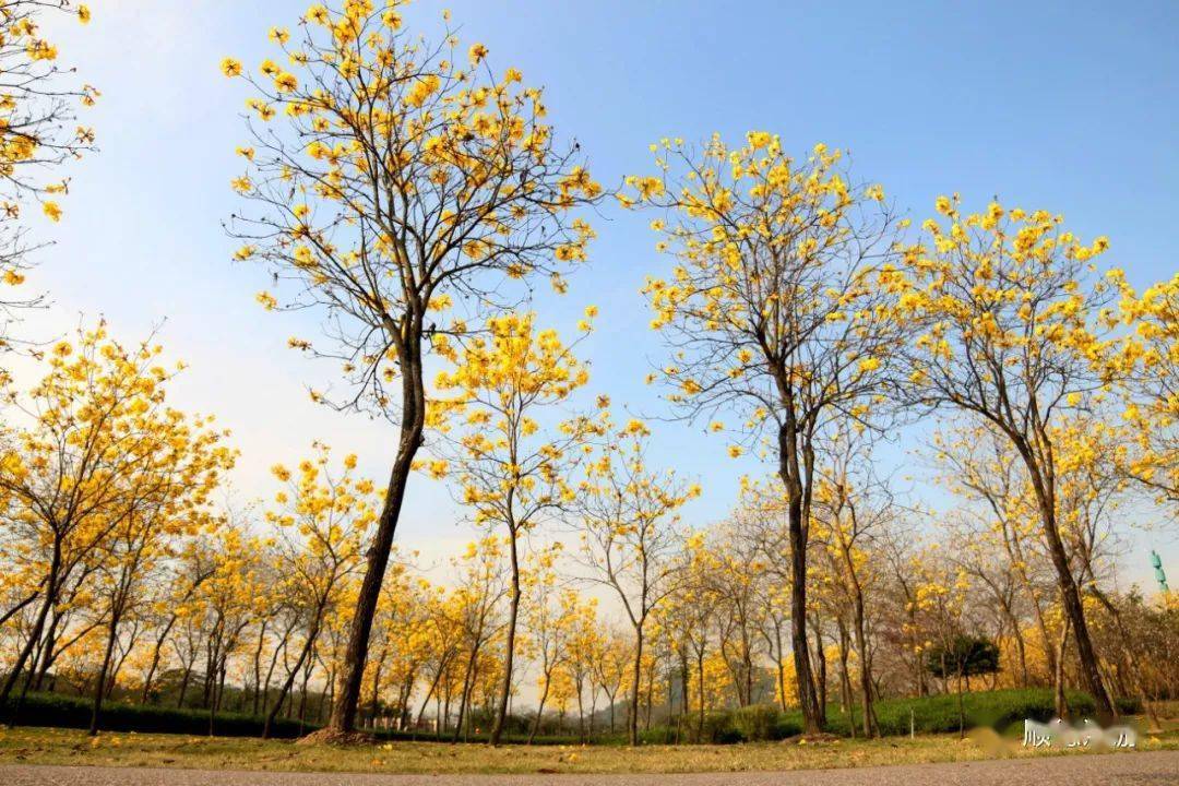 顺峰山公园黄花风铃木图片