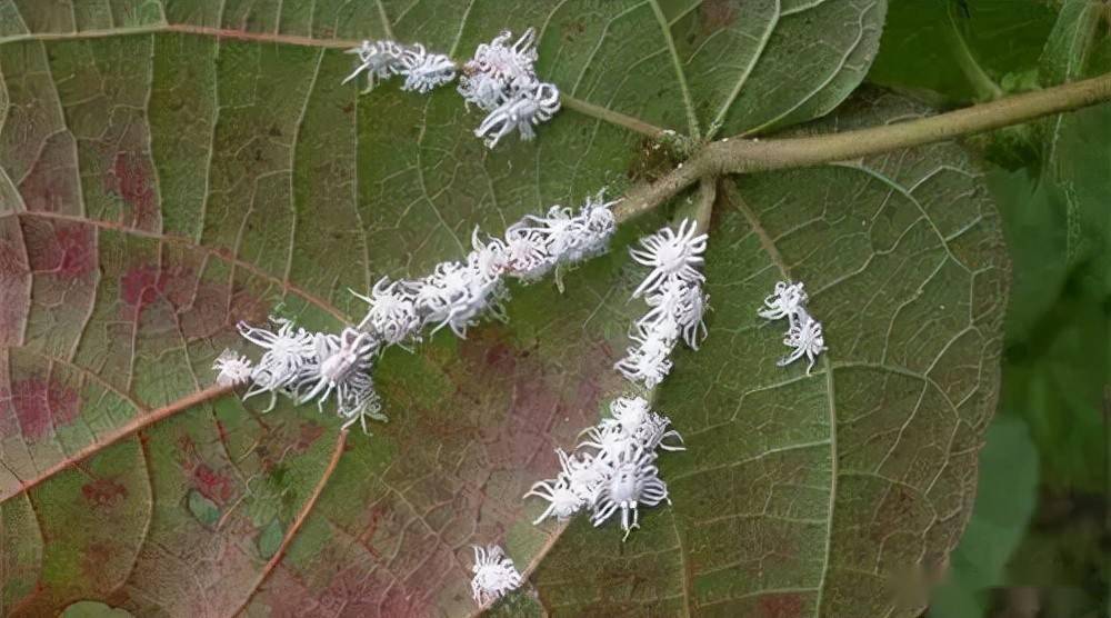 植物叶背和叶芽处长满白色絮状物 那就是烦人的吹绵蚧 防治 若虫 害虫