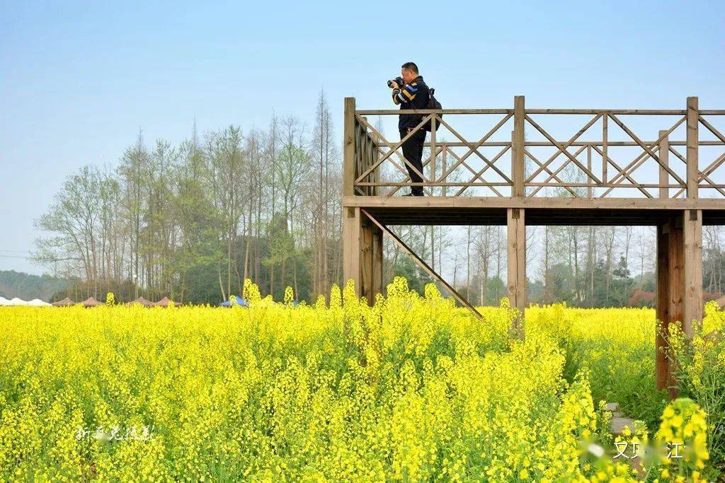 彭利娟|天晴好赏花！都江堰金陵社区油菜花海已上线，错过再等一年！