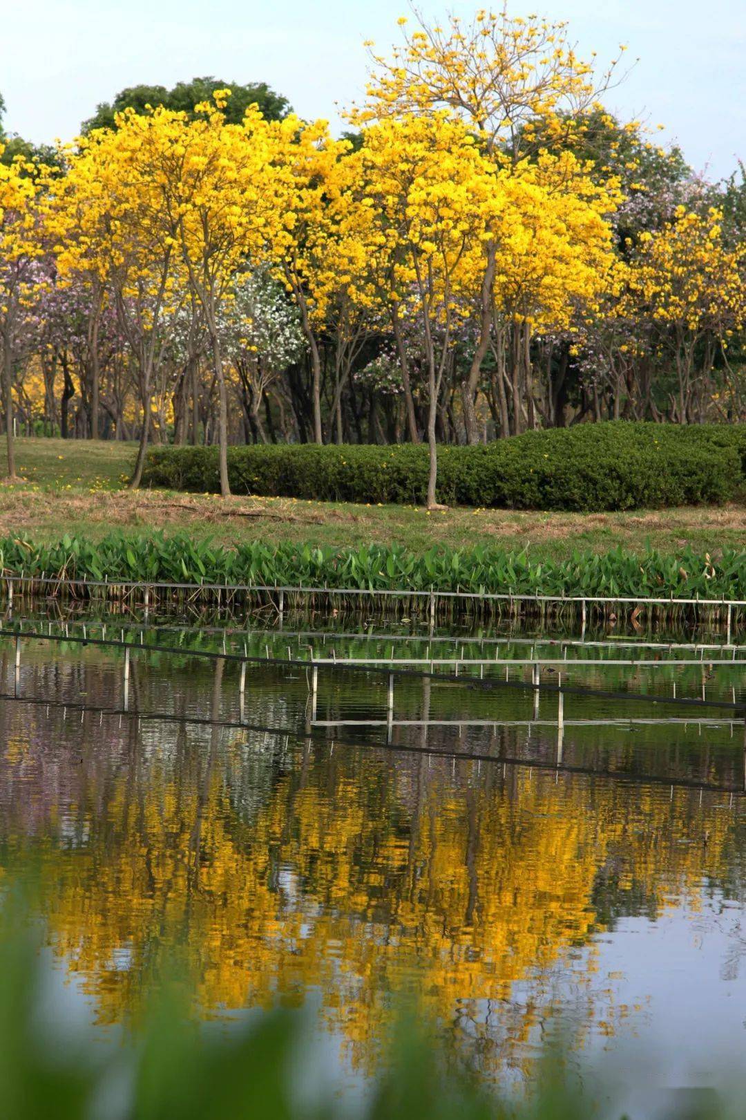 顺峰山公园黄花风铃木图片