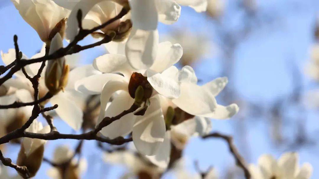 闵行|玉兰正逢盛花期，一波“云赏花”走起