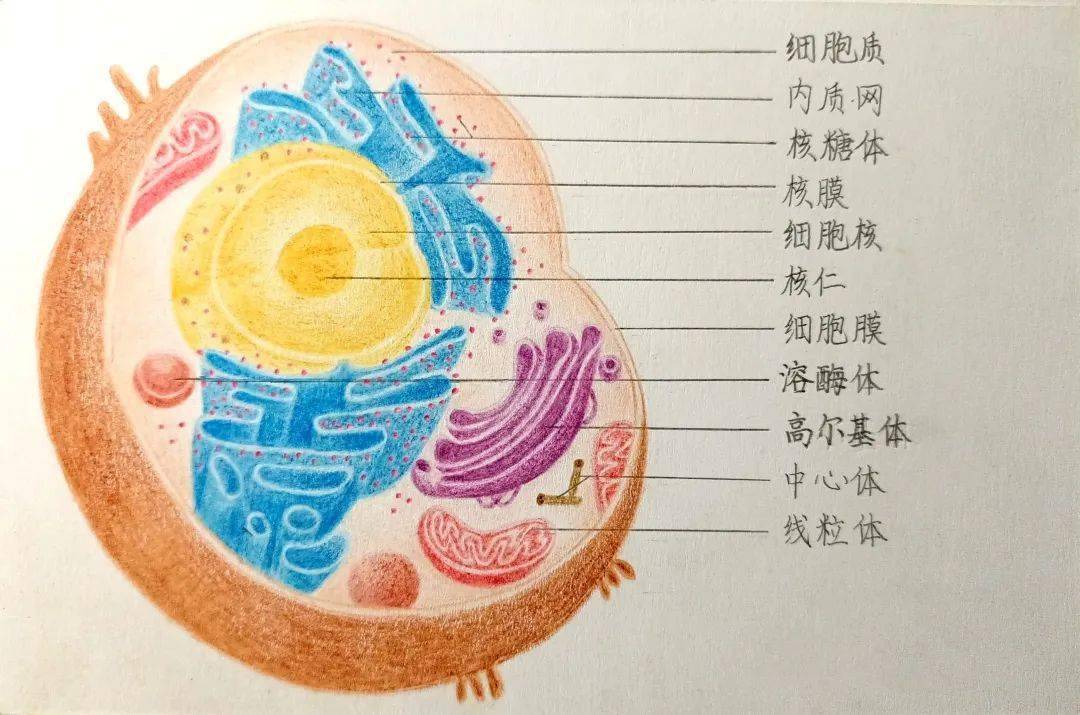 动物细胞图片手绘图图片