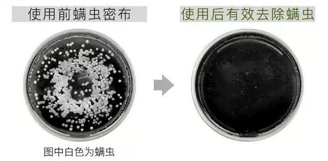 油脂头上抠下的 「白泥」居然不是头皮屑？掉头发头油大多是因为它？