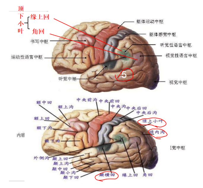 颞叶是哪个位置图片图片