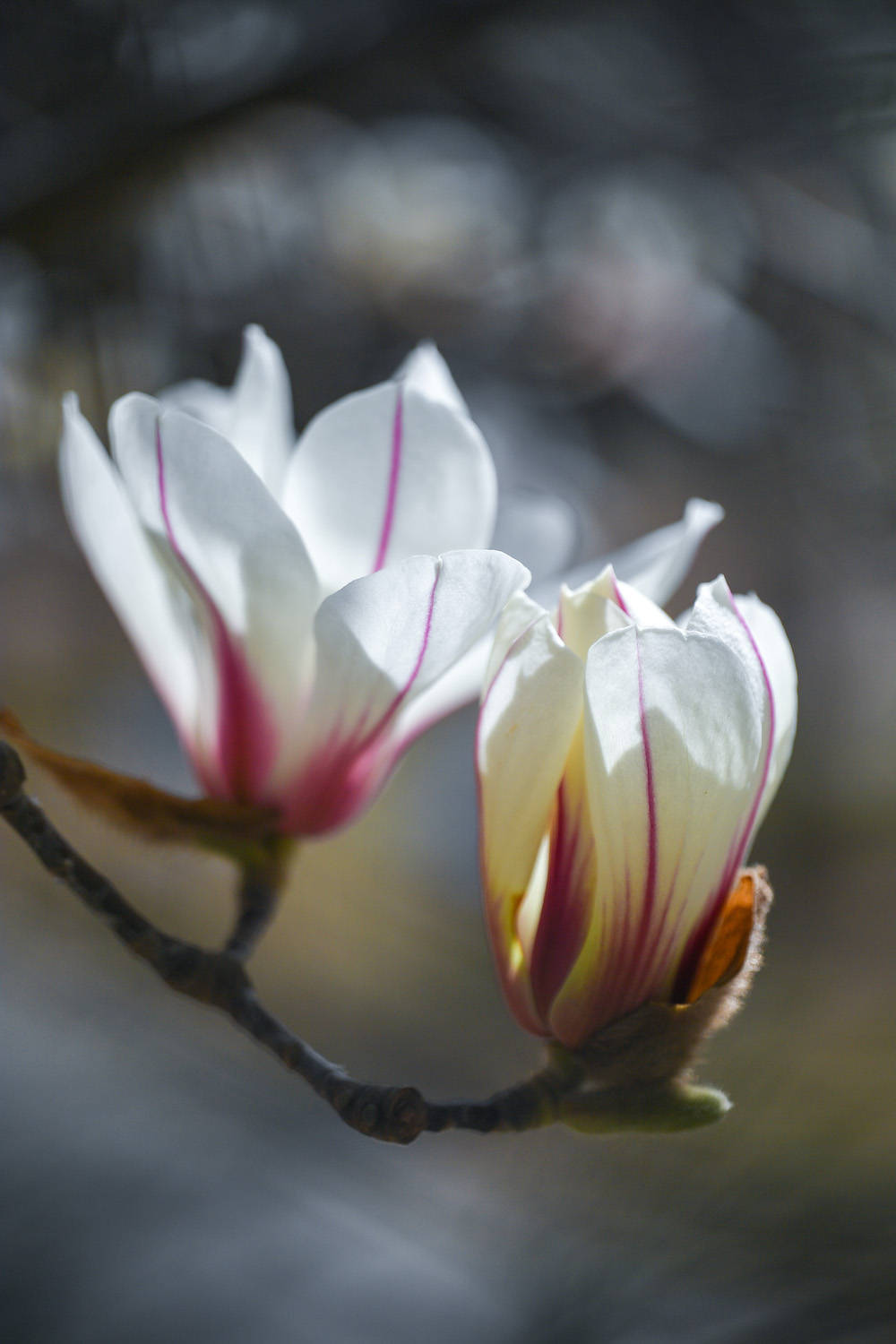 闵行|玉兰正逢盛花期，一波“云赏花”走起