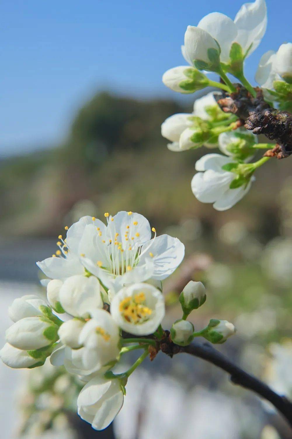 春满金塘 李花相约_李子苑_枝头_初开期