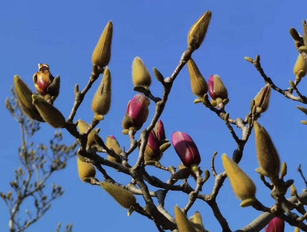 闵行|玉兰正逢盛花期，一波“云赏花”走起