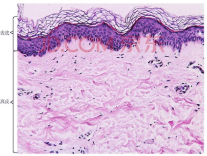 皮肤病理切片图刀切法模式图环钻法模式图专家介绍刘欣欣主治医师