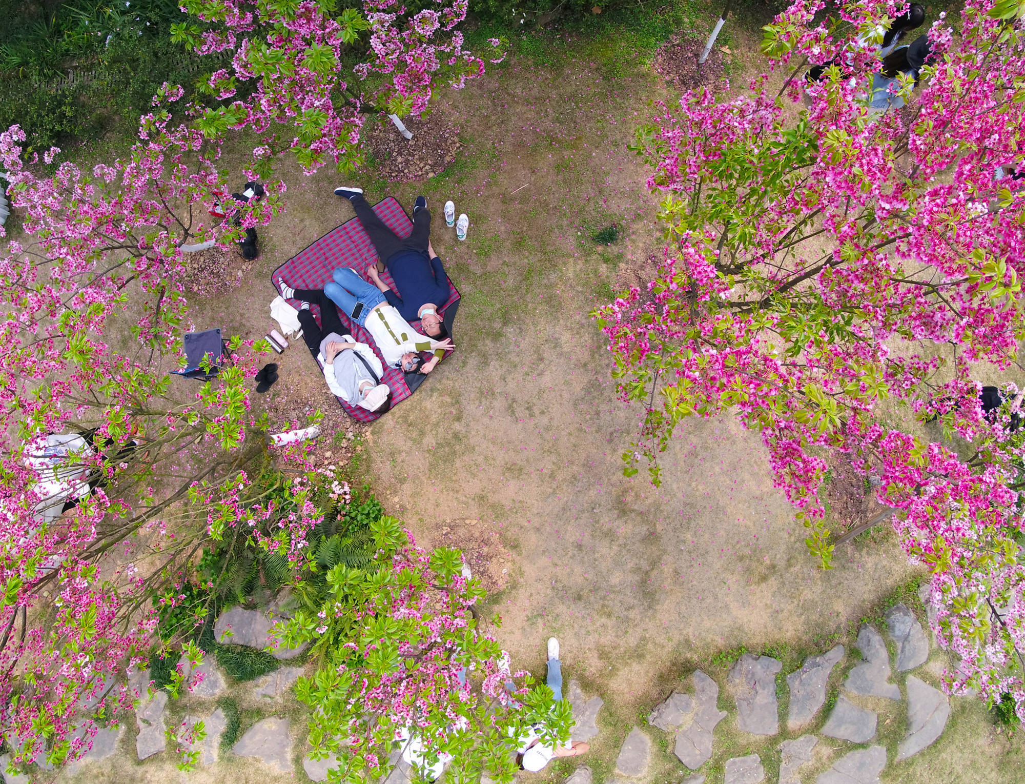 非法|樱花烂漫｜重庆南山植物园樱花绽放春意浓