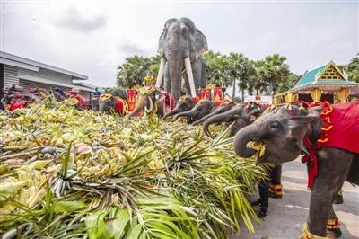 芭乐|泰国庆祝大象日 300头大象同享果蔬“自助餐”