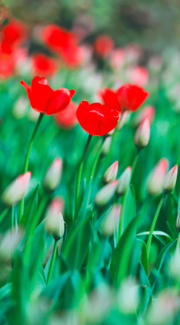 春色如画 来人民公园看郁金香 李新华 樱花 脚步