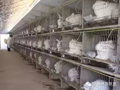 养兔歌----歌声中学养兔_营养_家兔_管理