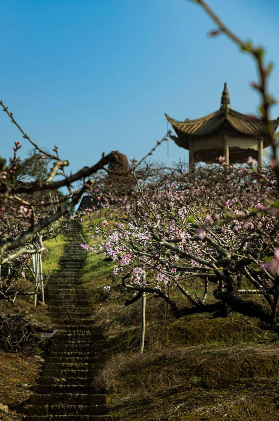 奉化新建村桃花图片