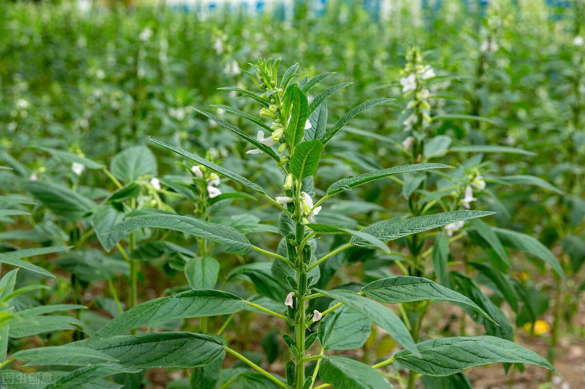 抗病性强抗倒优势明显的白芝麻品种产量更高更稳定