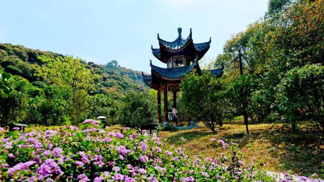 仲春時節,增城太子坑森林公園入口右側的增城區山茶屬植物主題公園裡