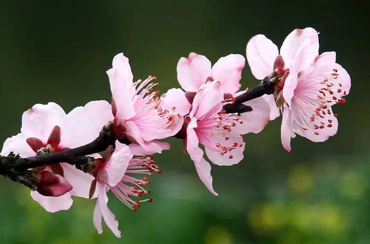 岁时草木记 春日看花 夏日吃果 几千年它都不曾缺席 阿蒙 桃花 果实