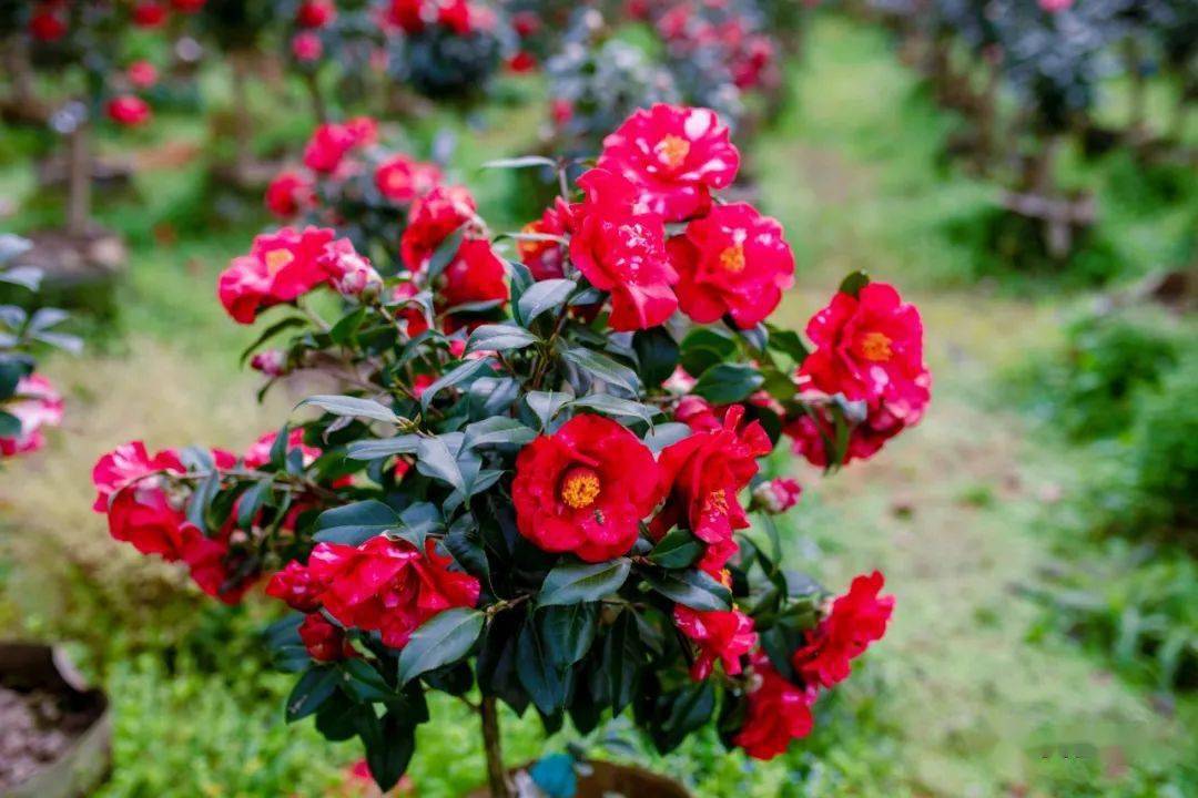 争相斗艳山茶花成片盛开一千多个品种的迪斯等复色大满贯牡丹皇后伊利