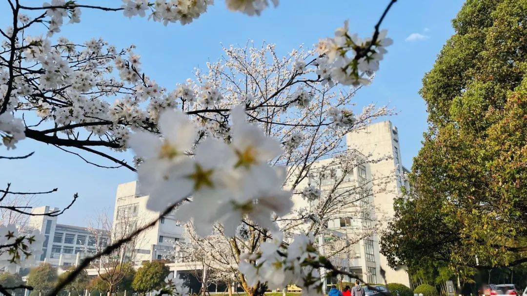 快来say个"hi"~_樱花_浙江科技学院_运营