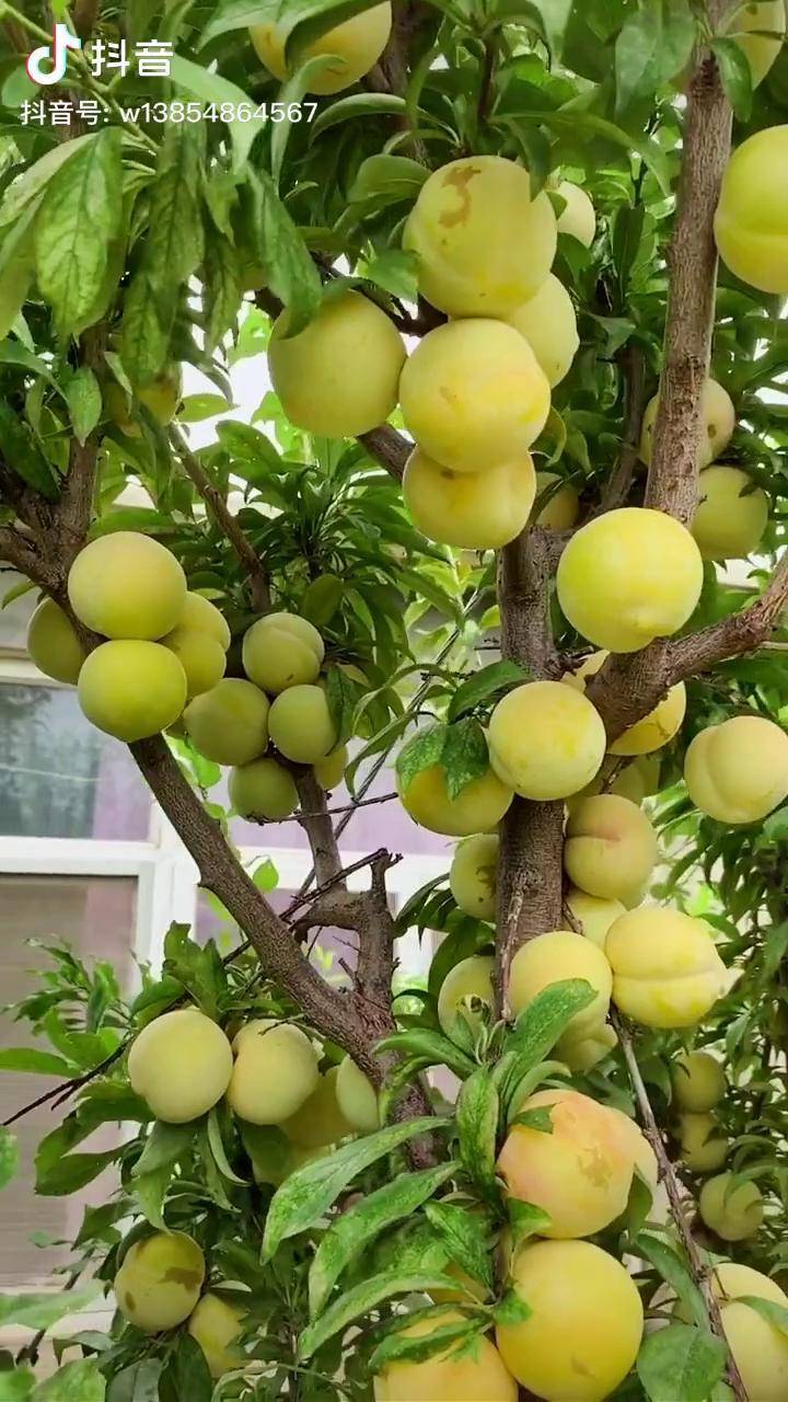 蜂糖李子苗2年挂果3年有产果个大糖度高适合南北栽种李子树苗蜂糖李子